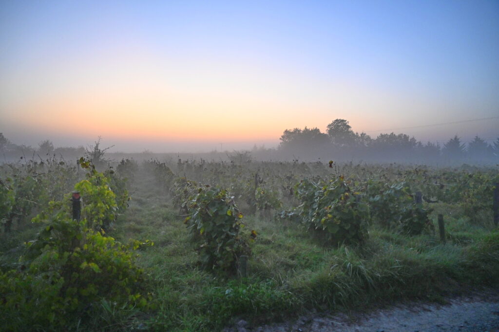 Levé de soleil sur le Domaine des Gâtz